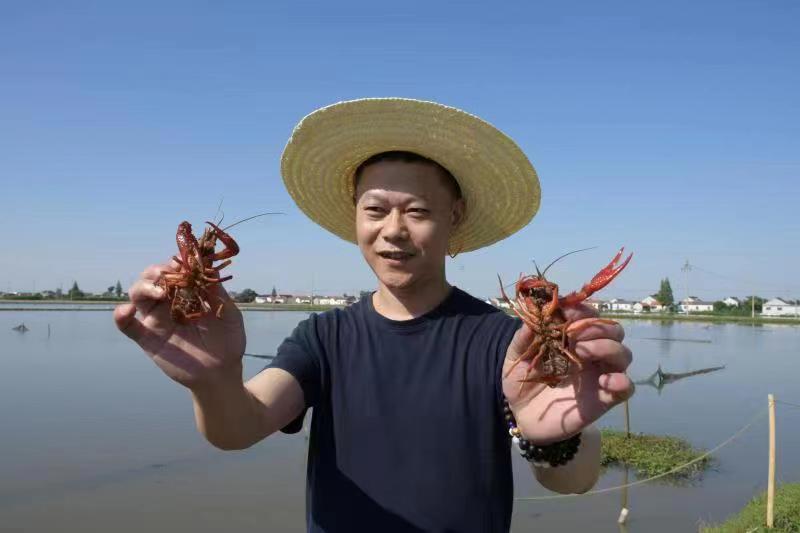 江苏盐城盐都区学富镇：小龙虾“钳”出致富路