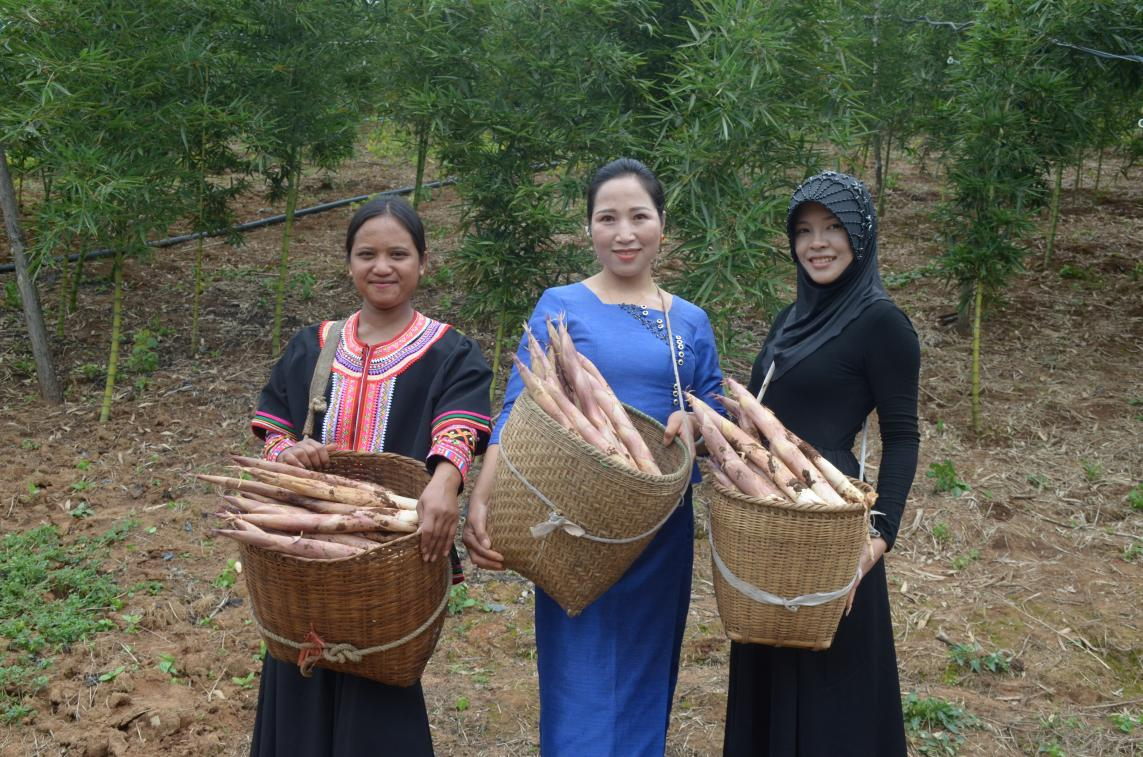勐海镇：红土生“金笋”  绿竹富乡村