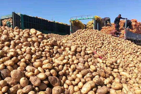 甘肃定西：1500多吨马铃薯鲜薯和淀粉发往全国各地