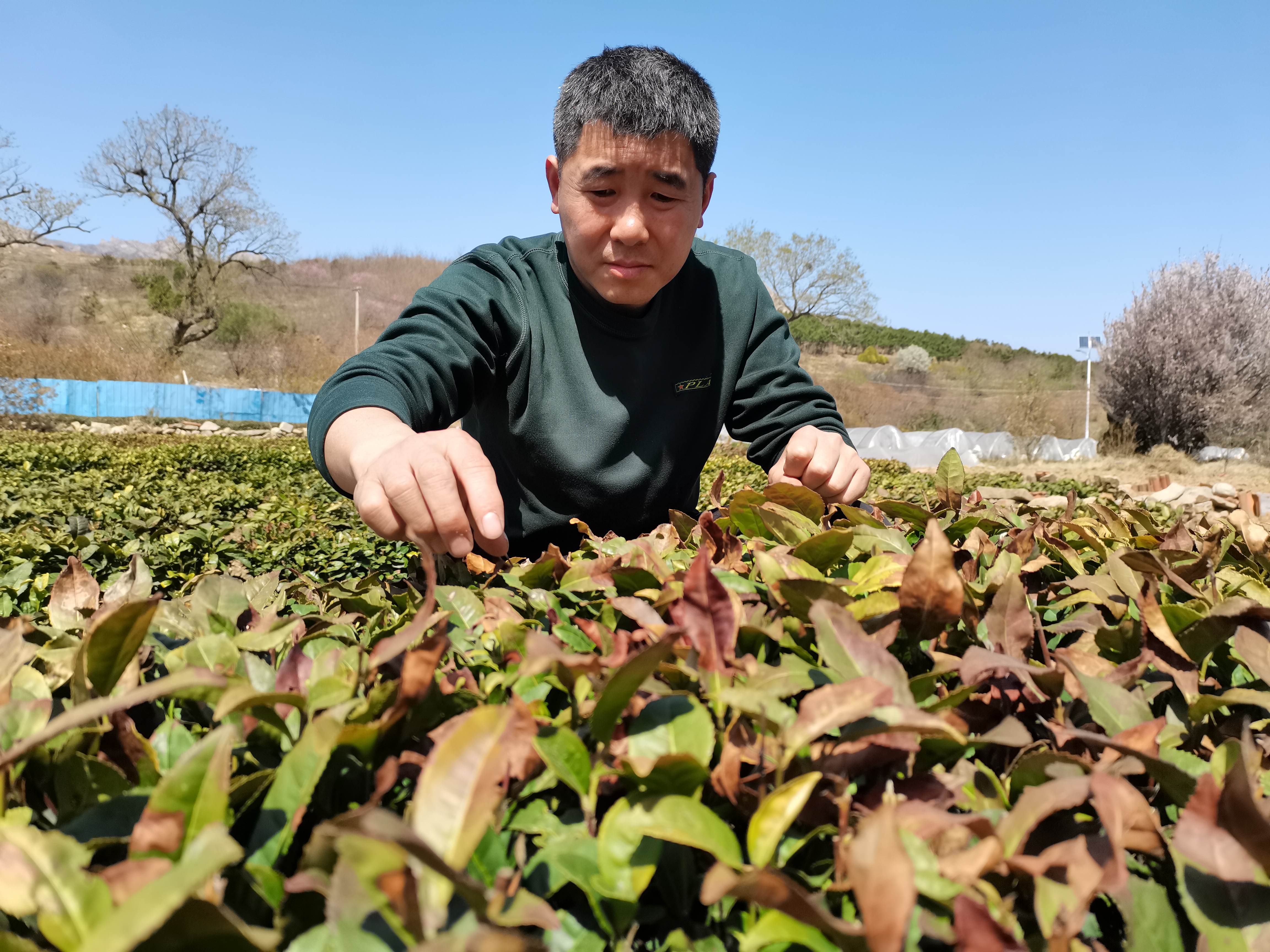 崂山茶农梁玉团：祖孙三代传承茶文化