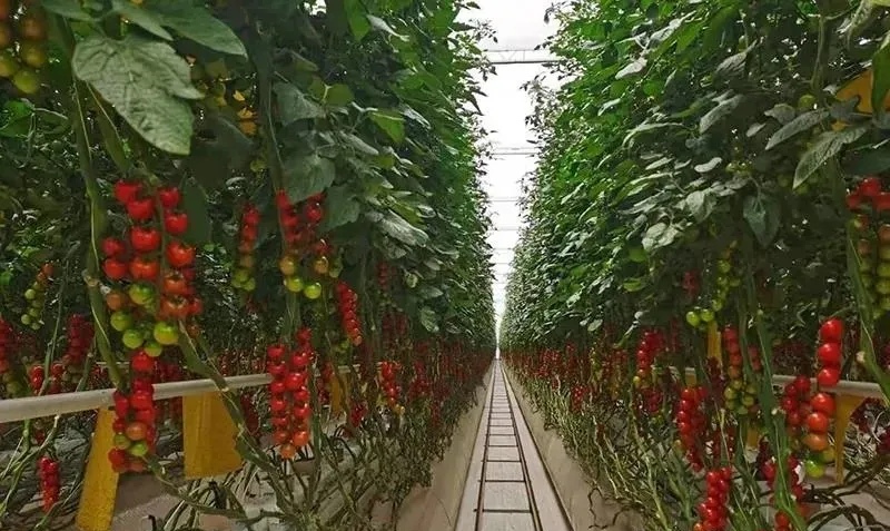 【稳中求进开新局】甘肃平凉实施重点产业链链长制推进高质量发展
