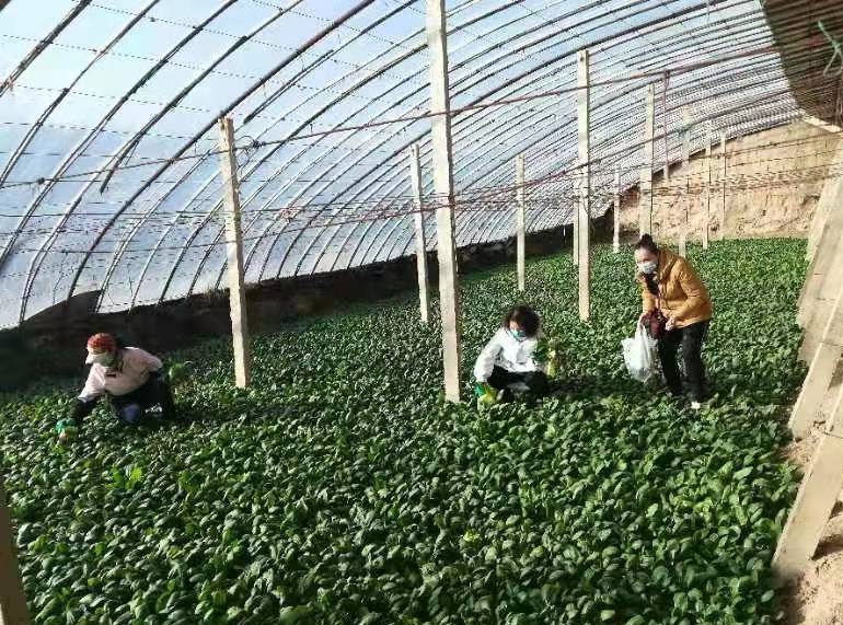 不留死角“强监管”，不弃微末“保安全”兰州市开展春节期间农产品质量安全监督检查工作