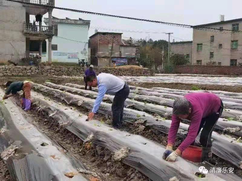 江西乐安县纪检监察干部深入田间地头护航春耕备耕（四）