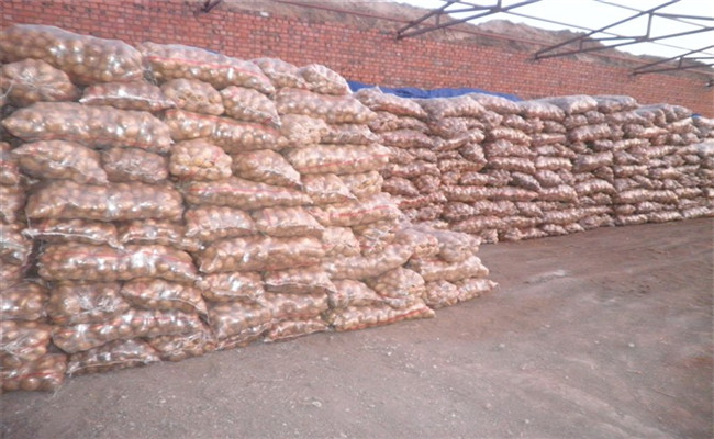 内蒙古马铃薯主产区多个示范基地亩产超4000公斤