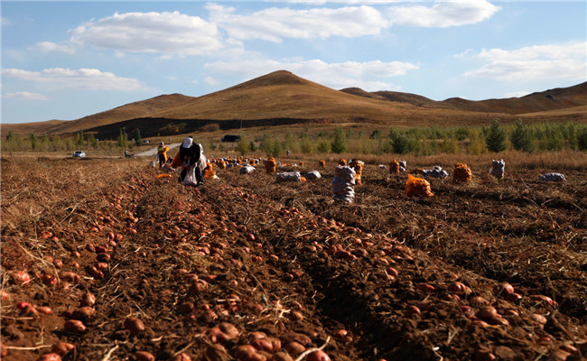 内蒙古马铃薯主产区多个示范基地亩产超4000公斤