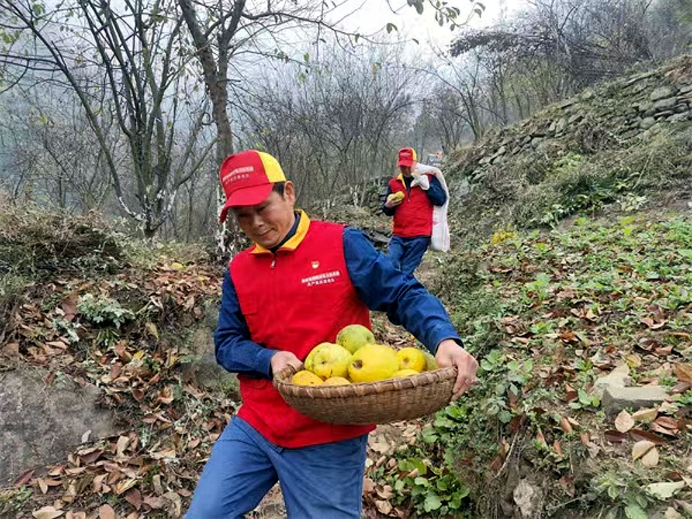 国网陕西白河公司：红马甲爱心助农 木瓜采收正当时