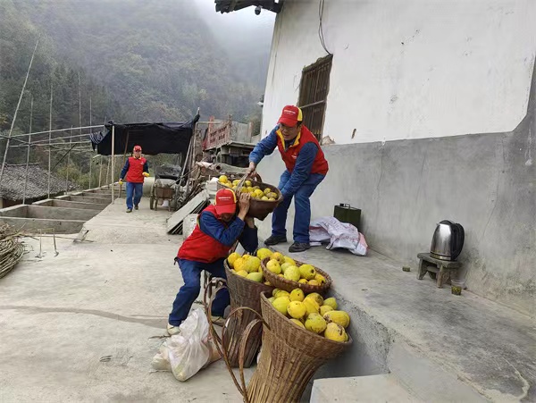 国网陕西白河公司：红马甲爱心助农 木瓜采收正当时
