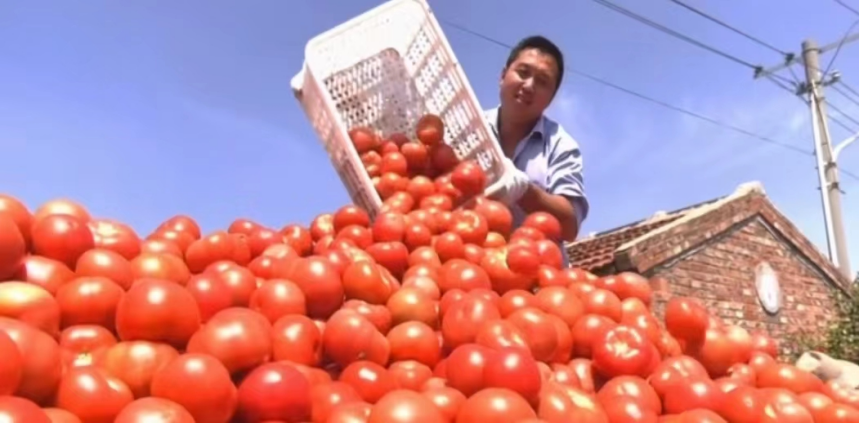 河北衡水市冀州区：蔬菜大棚“金钥匙”开启村民“致富门”