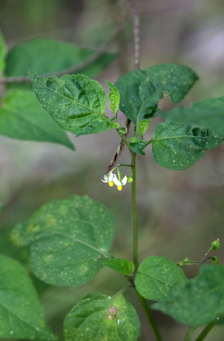 群众“点菜”、“政府”烹饪