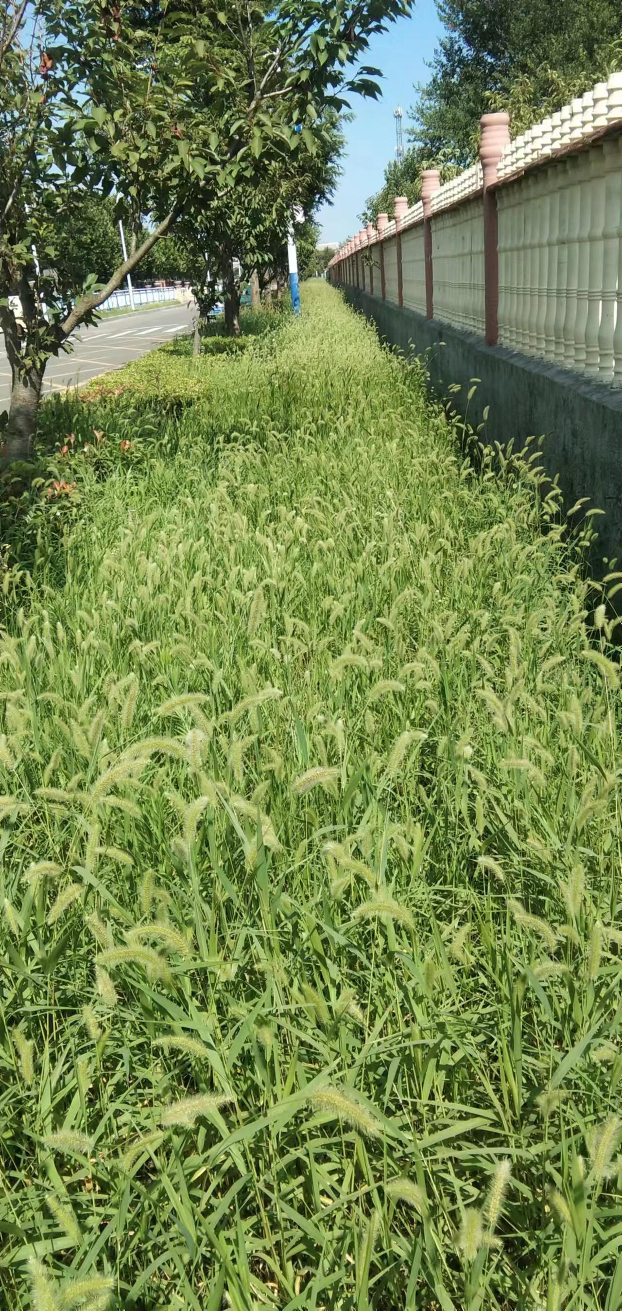 青岛西海岸新区铁山街道推进园林环卫“优化”提升打造优美舒适的市容环境