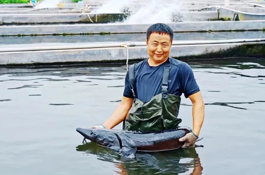 青岛西海岸新区大村镇丰收季：悦动味蕾的美味鲟鱼子酱