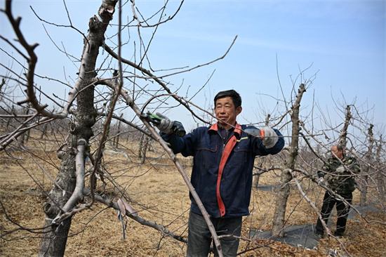 青岛即墨：春回大地农事忙