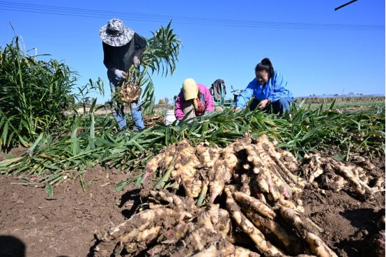 山东即墨：生姜采收忙，采出好“钱”景