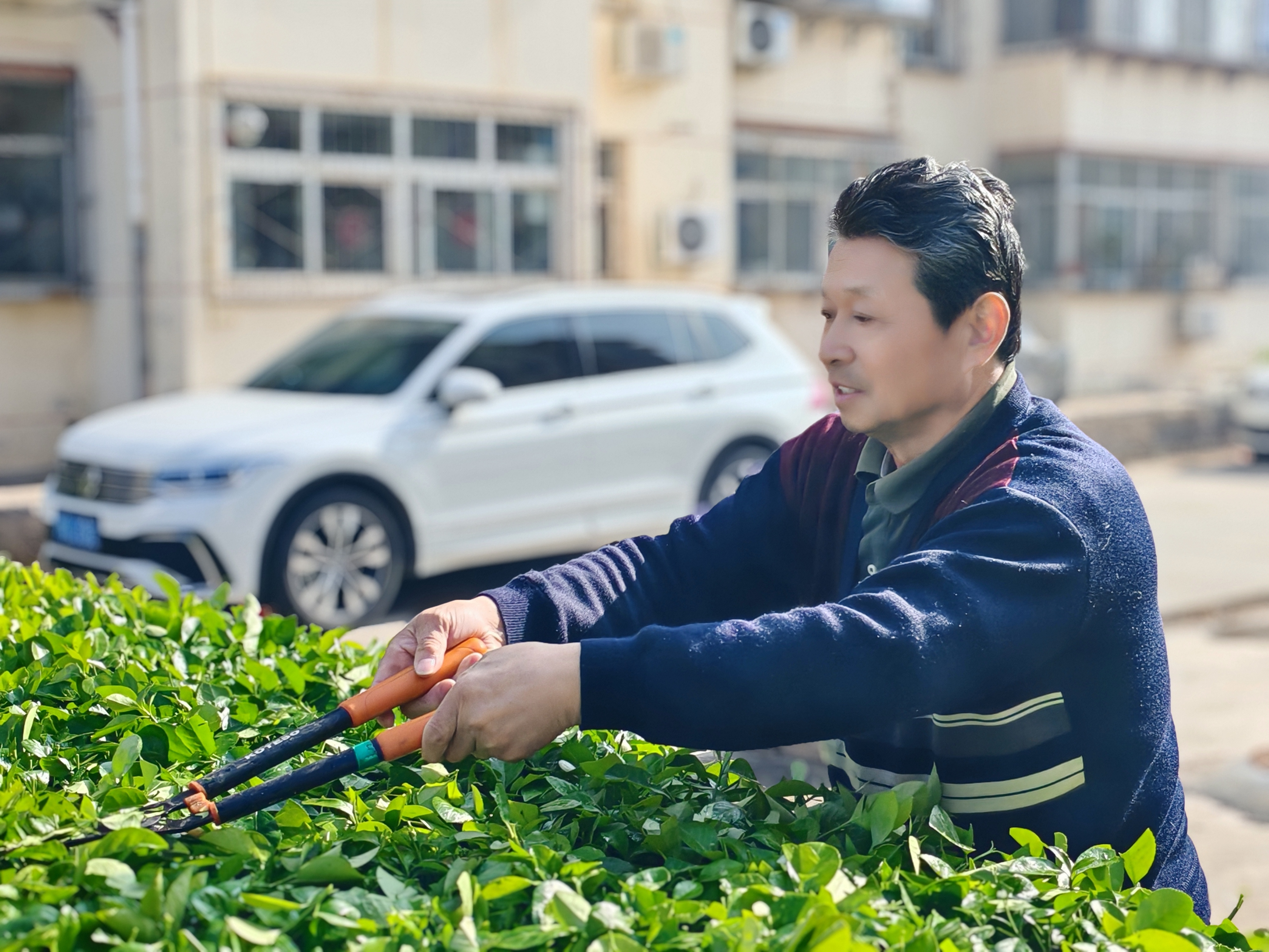河北沧州市新华区新开路社区开展小区绿化整治 绘就宜居崭新画卷
