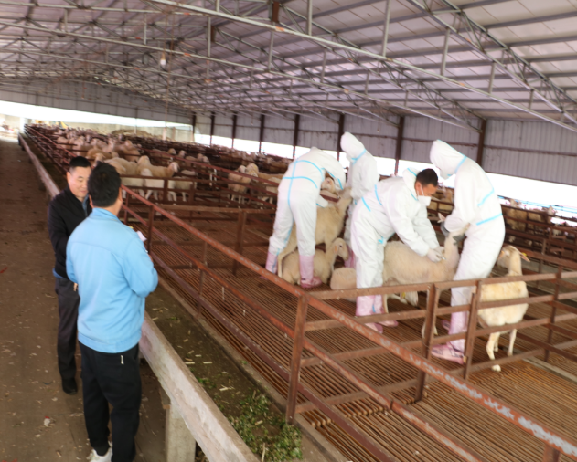 江苏新沂市窑湾镇：春季畜禽防疫“不打烊”，筑牢畜牧养殖“安全网”