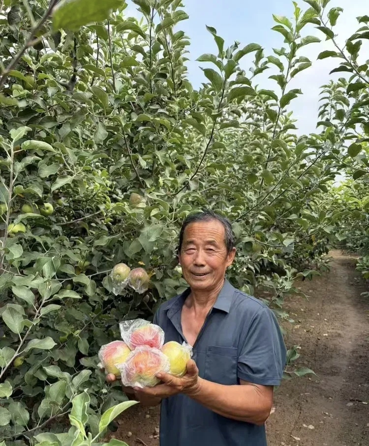 一品一播鸡泽故事丨风正乡：直播助农拓销路 果香满园促增收