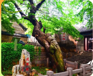 古树不说话，她们替它“记笔记”